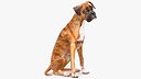 Sitting Dog Boxer Tiger Colored