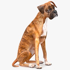 Sitting Dog Boxer Tiger Colored