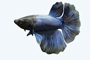 3D betta fish