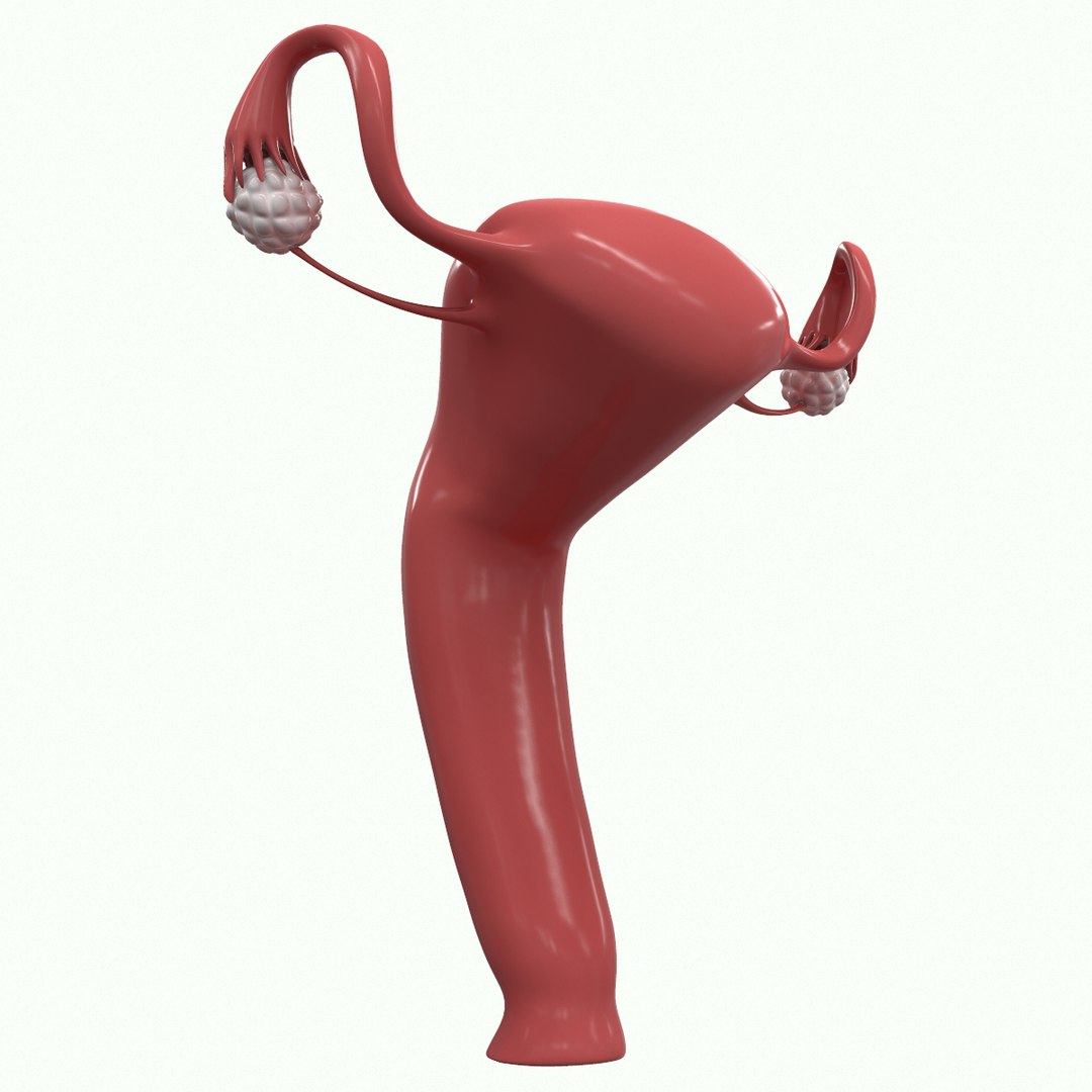 3D Female Reproductive Model - TurboSquid 1402033
