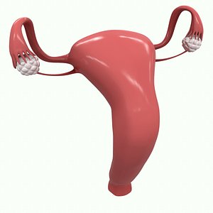 3D female reproductive model