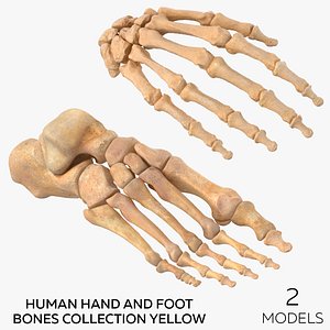 3D Human Hand and Foot Bones Collection Yellow - 2 models