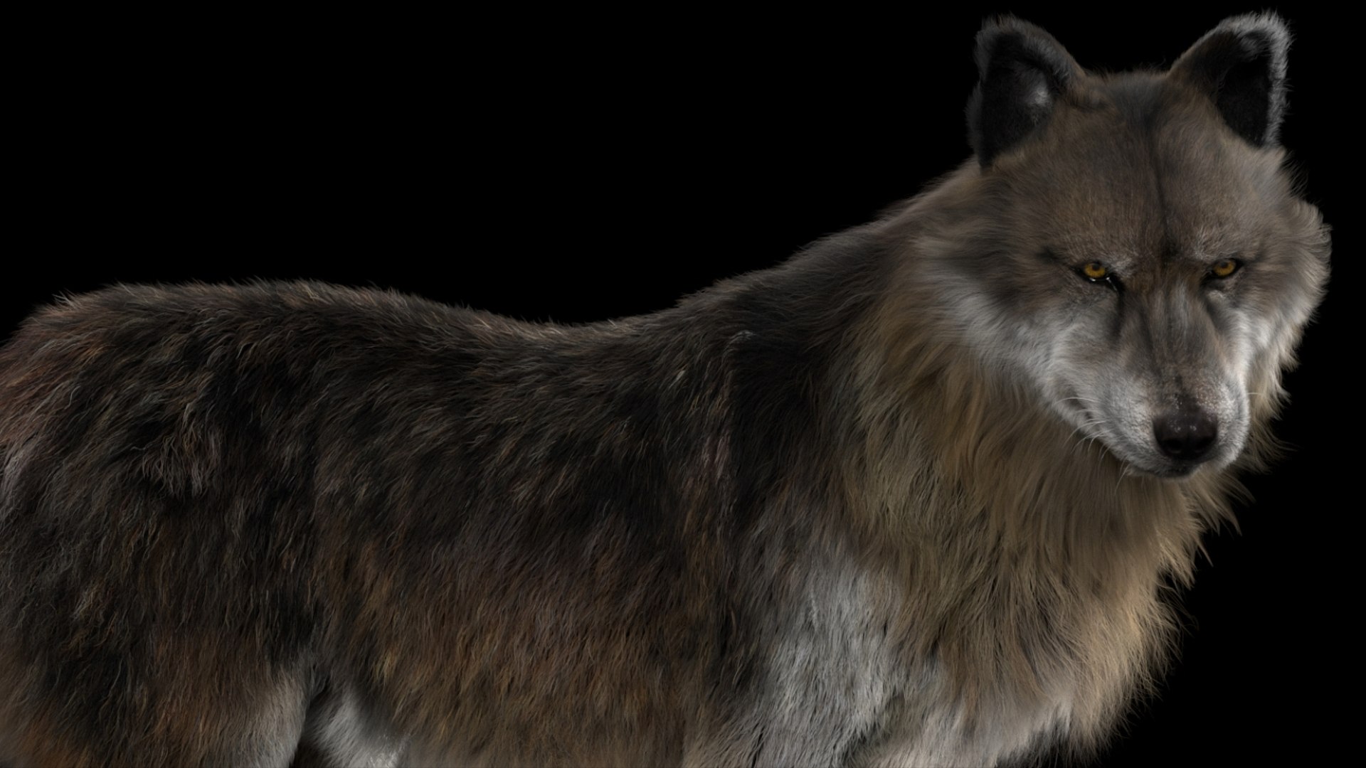 3D model Wolf Fur Animated Rigged 3D https://p.turbosquid.com/ts-thumb/nU/2r1ImR/6s/06/jpg/1751248997/1920x1080/fit_q87/05bbb1f76596840324b58269c39b844a193f815b/06.jpg