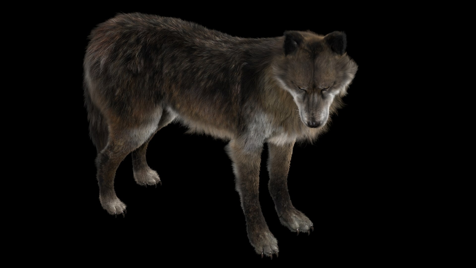 3D model Wolf Fur Animated Rigged 3D https://p.turbosquid.com/ts-thumb/nU/2r1ImR/Cr/12/jpg/1751249001/1920x1080/fit_q87/6431faed7fc022a3394e39db986d4ca6f579f55e/12.jpg
