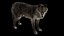 Pele de lobo animada e manipulada em 3D