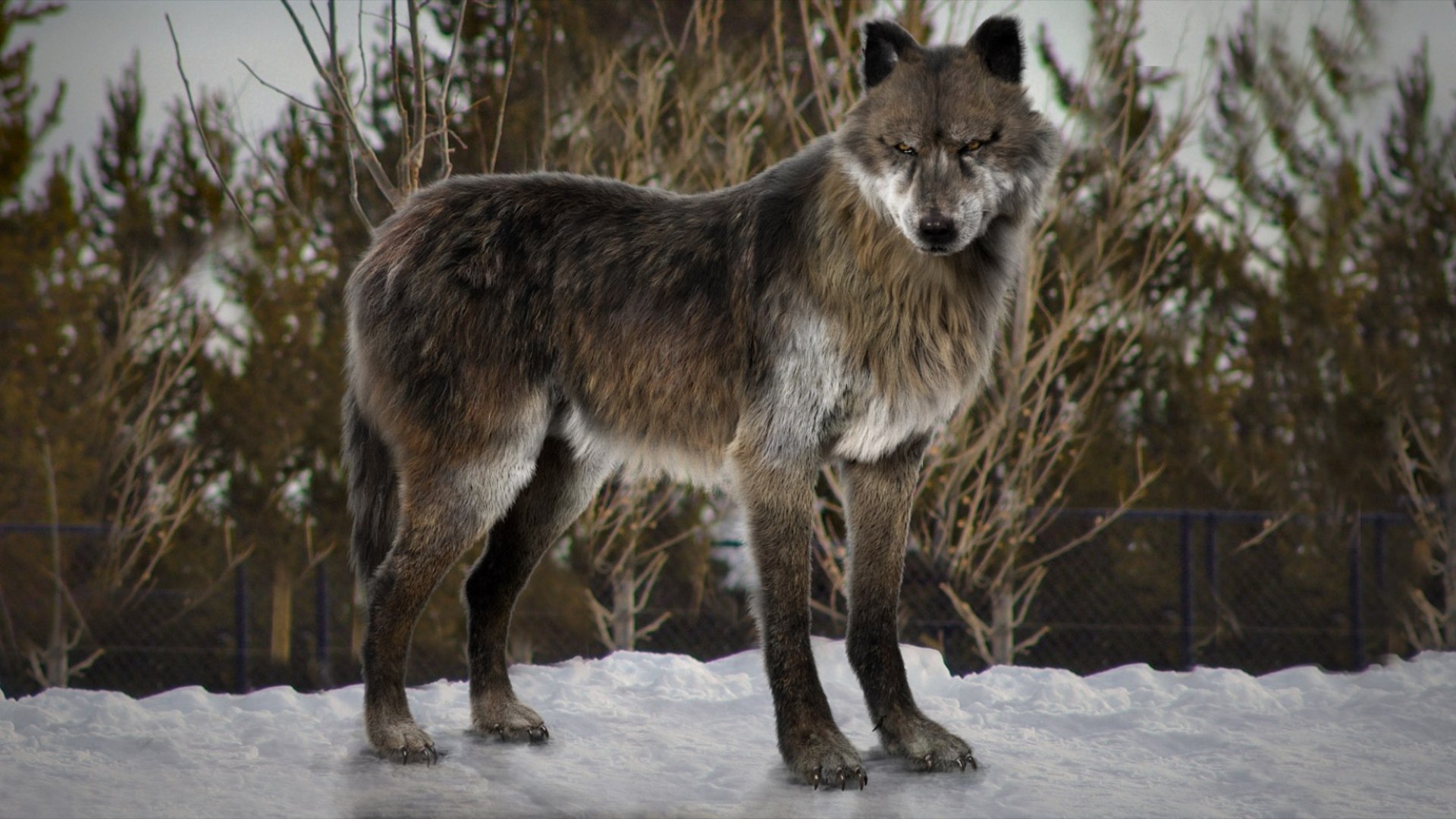 3D model Wolf Fur Animated Rigged 3D https://p.turbosquid.com/ts-thumb/nU/2r1ImR/Dr/02/jpg/1751248996/1920x1080/fit_q87/13f87a3e0f92b9c922fbd84a464428741a46c624/02.jpg