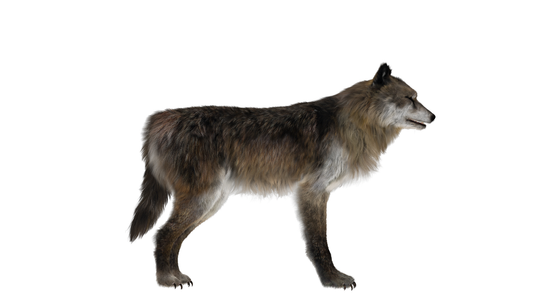 3D model Wolf Fur Animated Rigged 3D https://p.turbosquid.com/ts-thumb/nU/2r1ImR/LL/breath/jpg/1751249370/1920x1080/turn_fit_q99/bc46635b9f2ecbaf5f9d965bd9f92234b6f8ec93/breath-1.jpg
