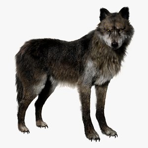 3D model Wolf Fur Animated Rigged 3D