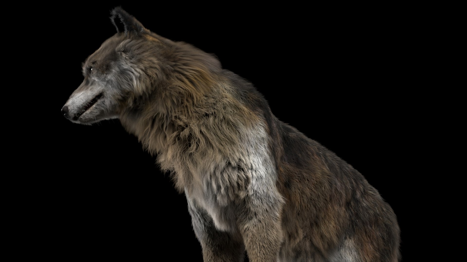 3D model Wolf Fur Animated Rigged 3D https://p.turbosquid.com/ts-thumb/nU/2r1ImR/kg/05/jpg/1751248997/1920x1080/fit_q87/63f1fc51cce307b8b007b02a00c75751179d190b/05.jpg