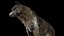 Pele de lobo animada e manipulada em 3D