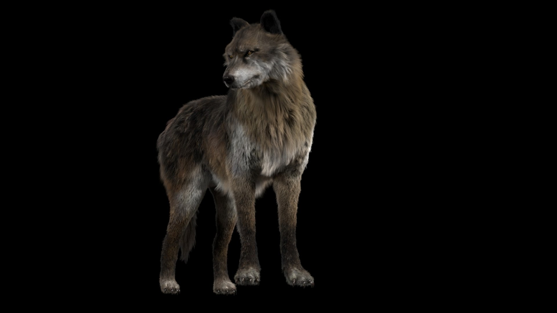 3D model Wolf Fur Animated Rigged 3D https://p.turbosquid.com/ts-thumb/nU/2r1ImR/lu/14/jpg/1751249002/1920x1080/fit_q87/e963022a4933bcde76887cb32398b35557231d1f/14.jpg