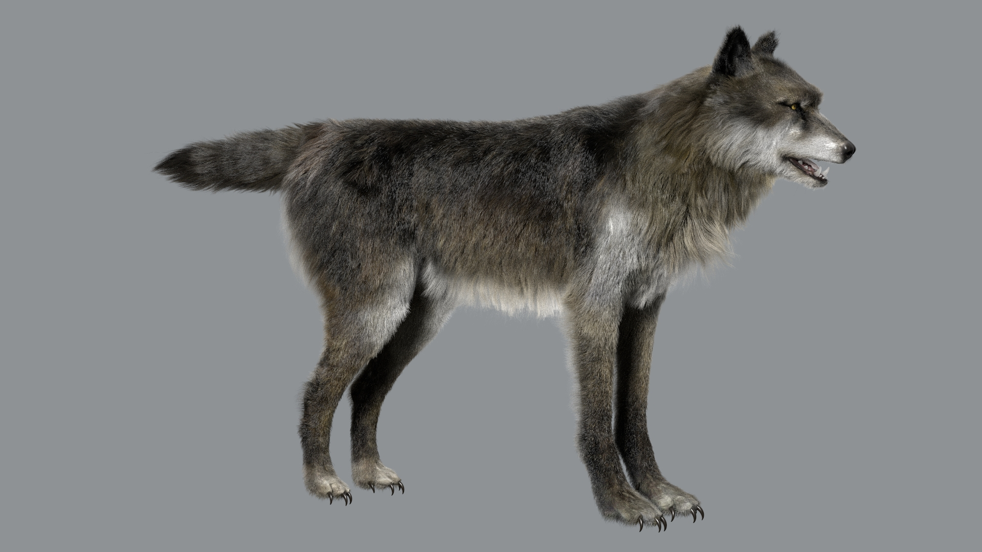 3D model Wolf Fur Animated Rigged 3D https://p.turbosquid.com/ts-thumb/nU/2r1ImR/t1/wolf/jpg/1751249009/1920x1080/turn_fit_q99/28d1770357544a46f69f7e03507842d595823c2c/wolf-1.jpg