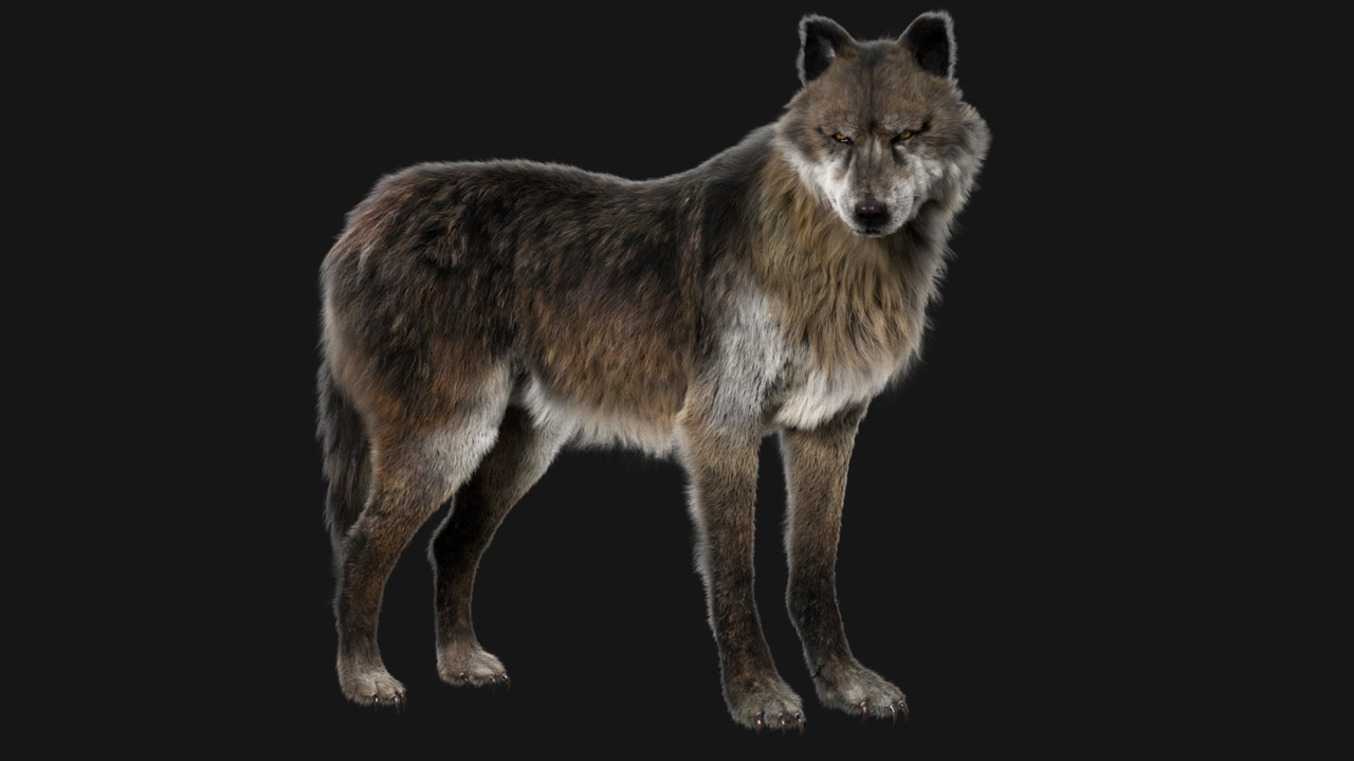 3D model Wolf Fur Animated Rigged 3D https://p.turbosquid.com/ts-thumb/nU/2r1ImR/tj/03/jpg/1751248996/1920x1080/fit_q87/dd6d2179fa7025c756d17f44c41386de1c13b348/03.jpg