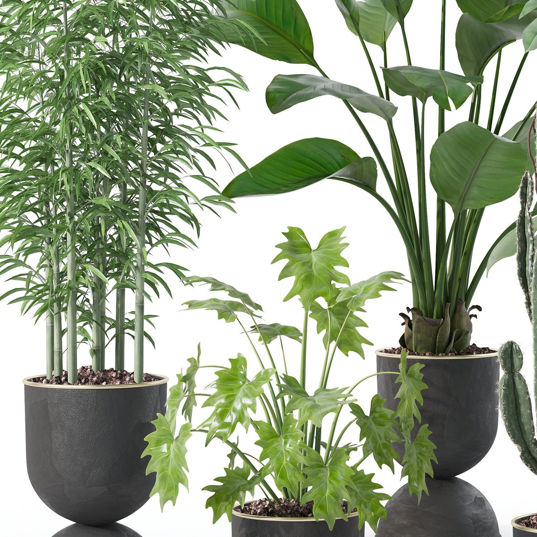 3D Plants collection 128 https://p.turbosquid.com/ts-thumb/nU/MK0R3L/TN/3/jpg/1663235251/1920x1080/fit_q87/def9dd1fa9dca57e68288f88a4b221fb061bd487/3.jpg