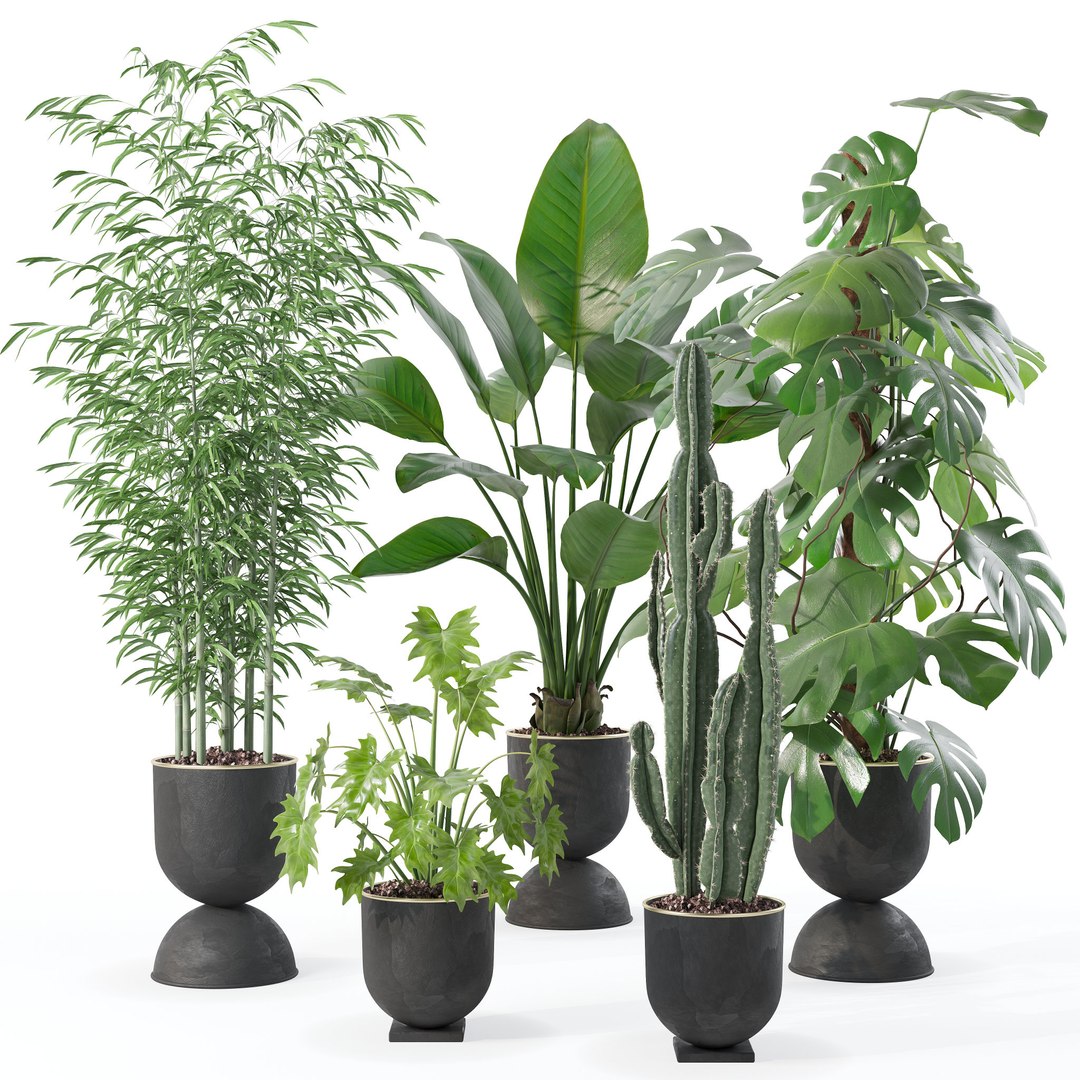 3D Plants collection 128 https://p.turbosquid.com/ts-thumb/nU/MK0R3L/fD/sb_set_128_preview/jpg/1663235245/1920x1080/fit_q87/add42b162f1e7af27292e31b59705c918fb98fc0/sb_set_128_preview.jpg