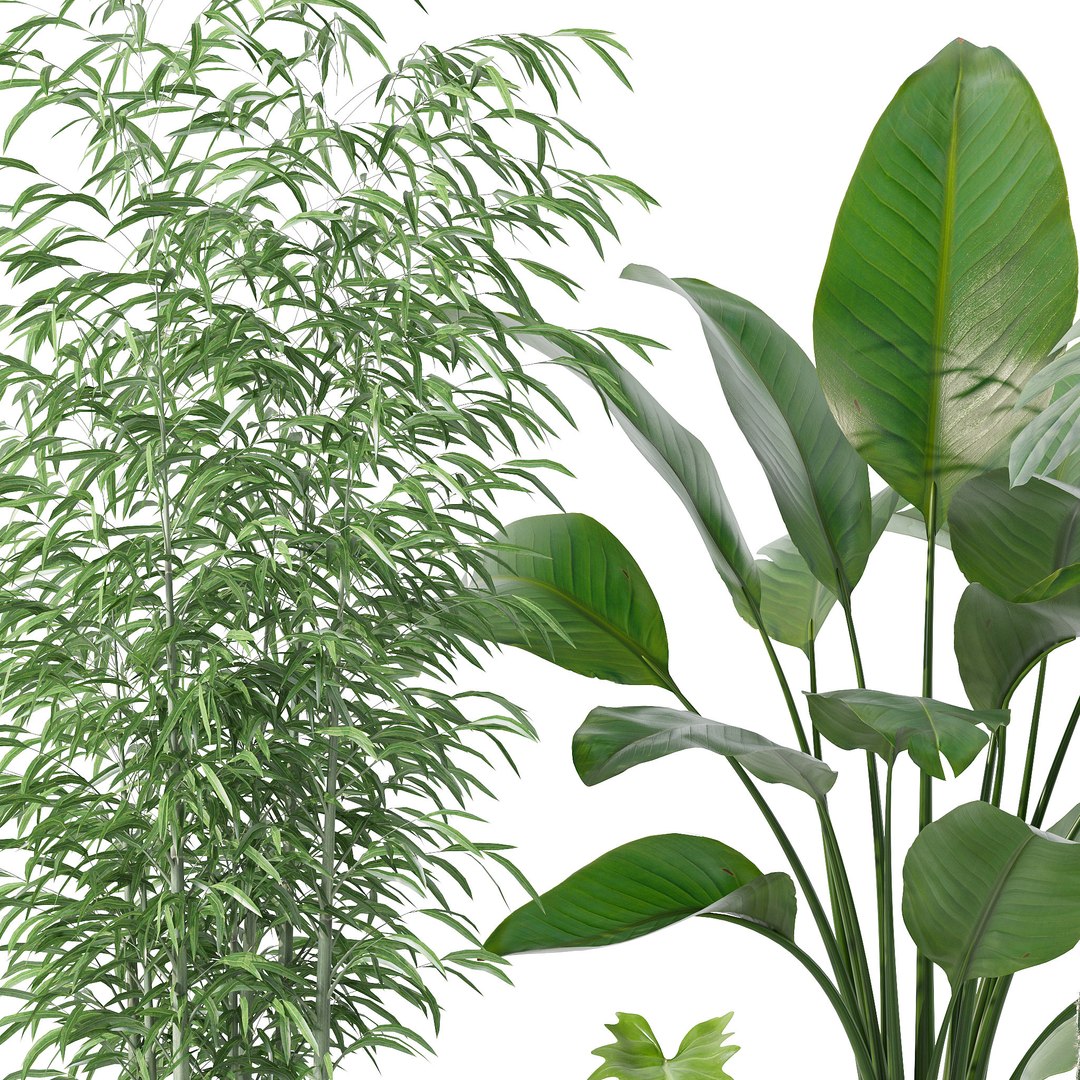 3D Plants collection 128 https://p.turbosquid.com/ts-thumb/nU/MK0R3L/hY/4/jpg/1663235252/1920x1080/fit_q87/0894b110d6136413fed767cb4fea366cc40617ee/4.jpg