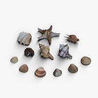 SEASHELLS collection Bundle