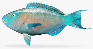 azure parrotfish 3d model