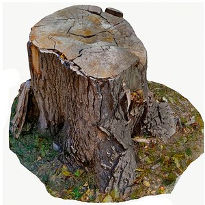 scan bpr tree stump 3D