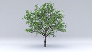 quince flowers hight 3D model