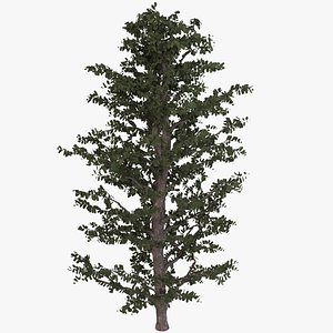 Tree Birch