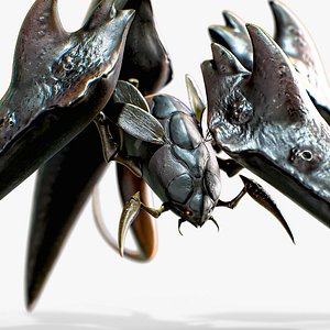 3D Cancer Spider Crab - poly fish ocean predator crustacea model - 12 model