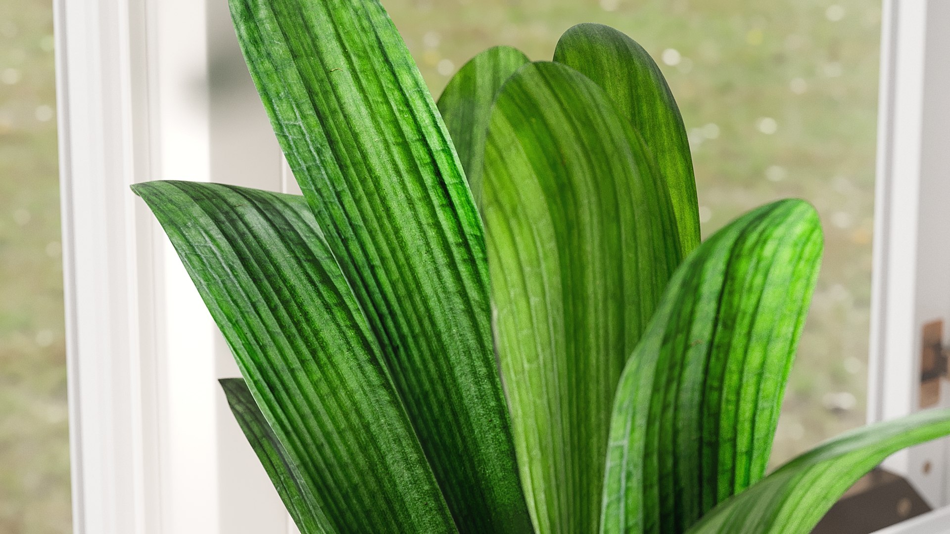 3D model Clivia with Windows https://p.turbosquid.com/ts-thumb/nV/Brd5UM/17/_view05/jpg/1626765891/1920x1080/fit_q87/12607748733120f21886574df3d6e48de38fb6d4/_view05.jpg