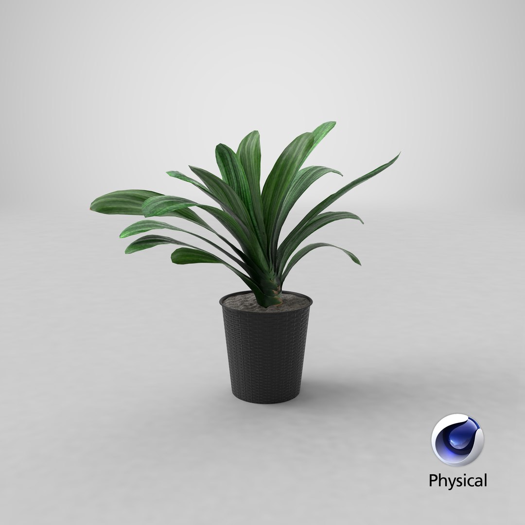 3D model Clivia with Windows https://p.turbosquid.com/ts-thumb/nV/Brd5UM/Io/stemcell_cinema_4d_physical_render/png/1629454976/1920x1080/fit_q87/9fd8ac75aa15ce3bf9f7083053e2aed16aa86366/stemcell_cinema_4d_physical_render.jpg