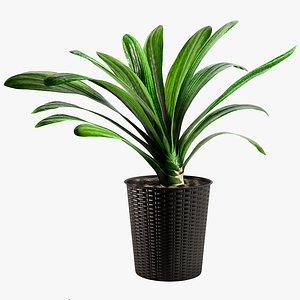 Clivia with Windows