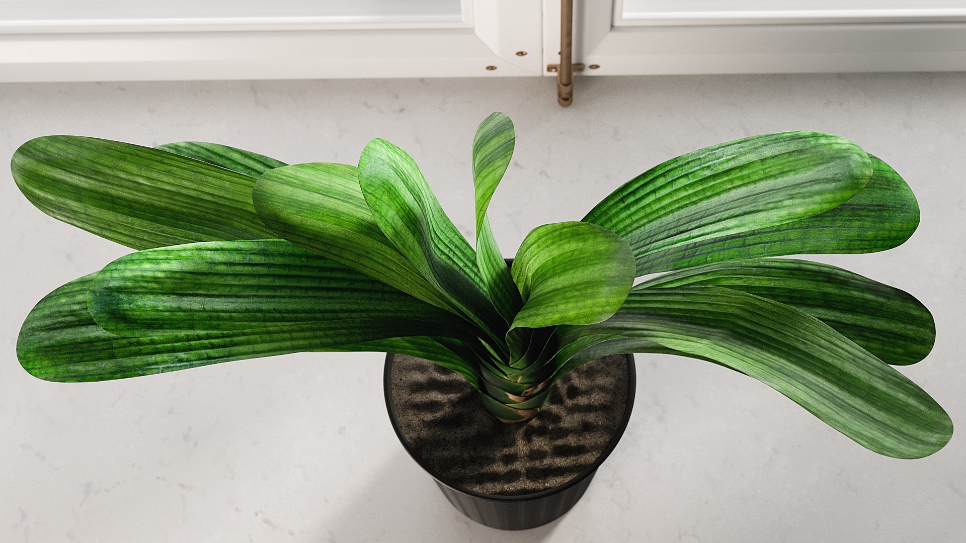 3D model Clivia with Windows https://p.turbosquid.com/ts-thumb/nV/Brd5UM/oe/_view060027/jpg/1626765889/1920x1080/fit_q87/34a7808fd63530d1c883c9fd390db1d282b15a54/_view060027.jpg