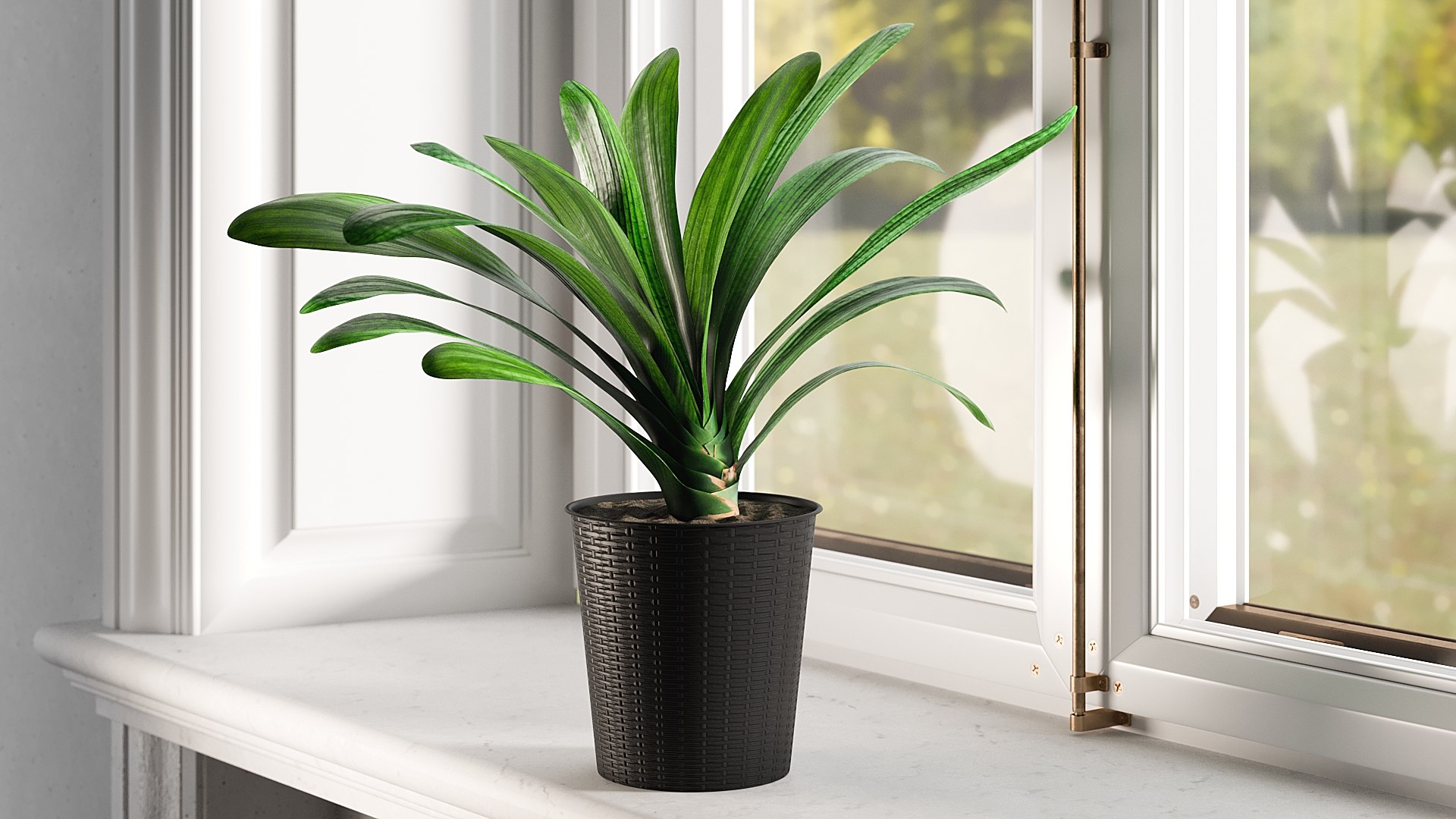 3D model Clivia with Windows https://p.turbosquid.com/ts-thumb/nV/Brd5UM/wX/_view01/jpg/1626765887/1920x1080/fit_q87/415f0ed7f1fdb219204612de28724258ff68f9cb/_view01.jpg