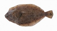 Panamic Flounder