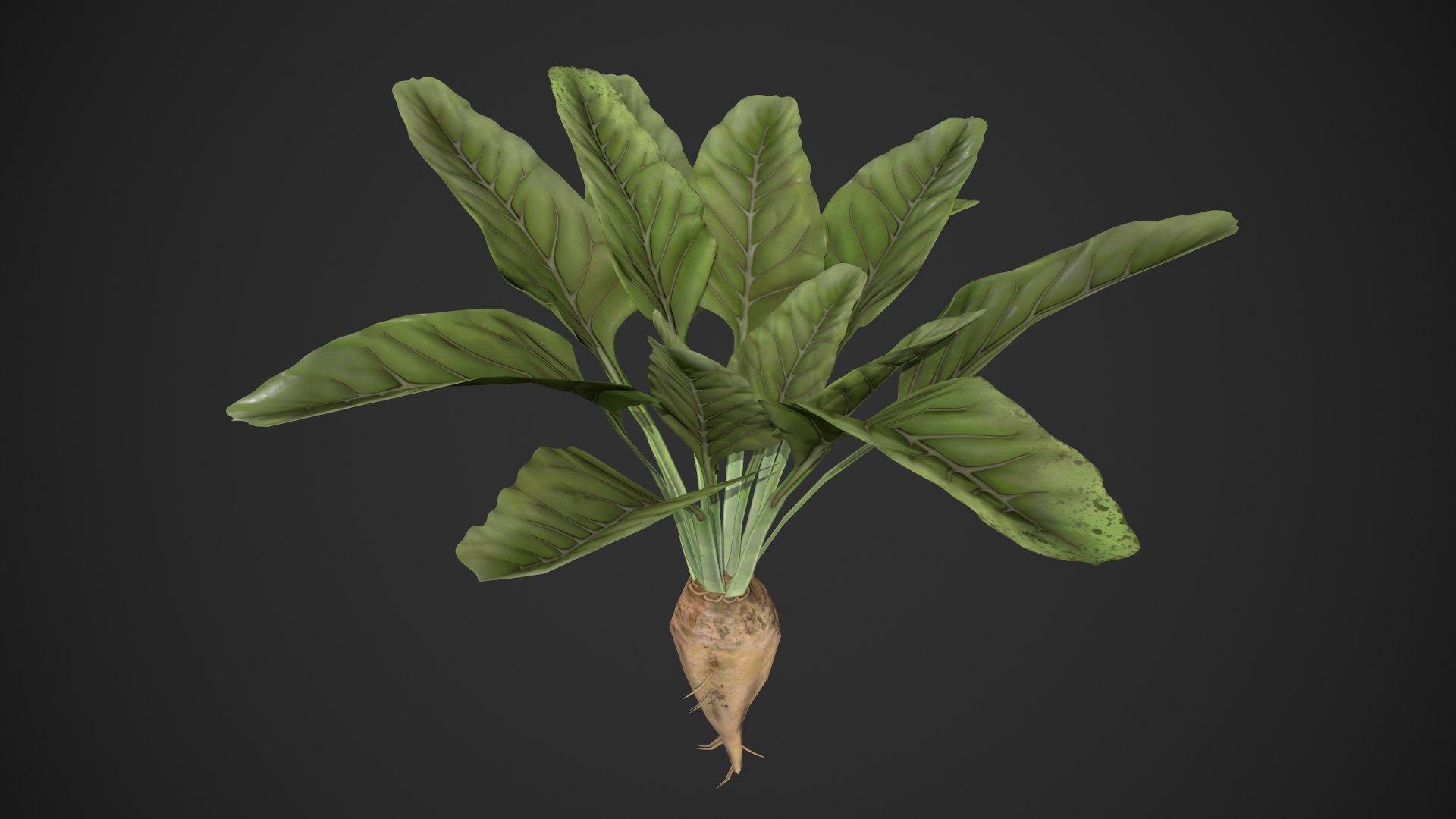 3D Sugar Beet - TurboSquid 1963587