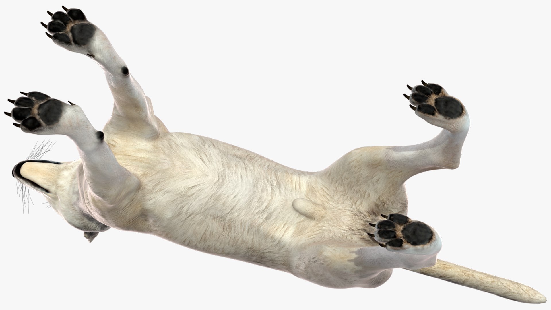 Wolf Rigged model https://p.turbosquid.com/ts-thumb/nV/QJKhdR/6c/wolfriggedvray3dmodel026/jpg/1713322747/1920x1080/fit_q87/ec6823ce8902c14bfcd2682ab66259b1e614ecec/wolfriggedvray3dmodel026.jpg