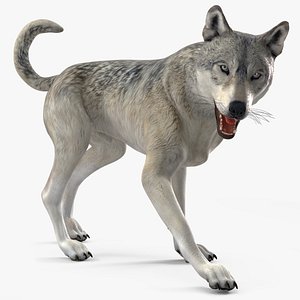 Wolf Rigged
