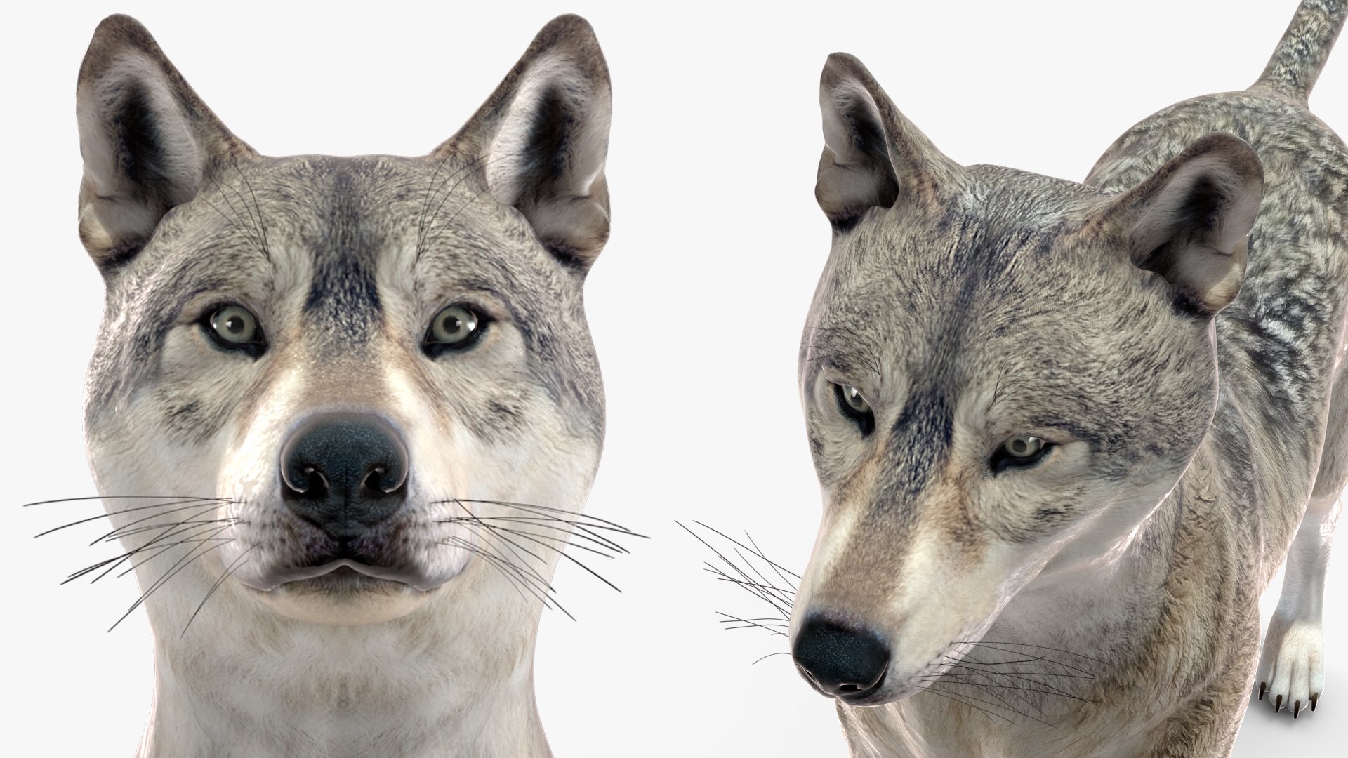 Wolf Rigged model https://p.turbosquid.com/ts-thumb/nV/QJKhdR/Dy/wolfriggedvray3dmodel037/jpg/1713322784/1920x1080/fit_q87/9bf8626fa63493012f72550402f2177eceb3f48c/wolfriggedvray3dmodel037.jpg