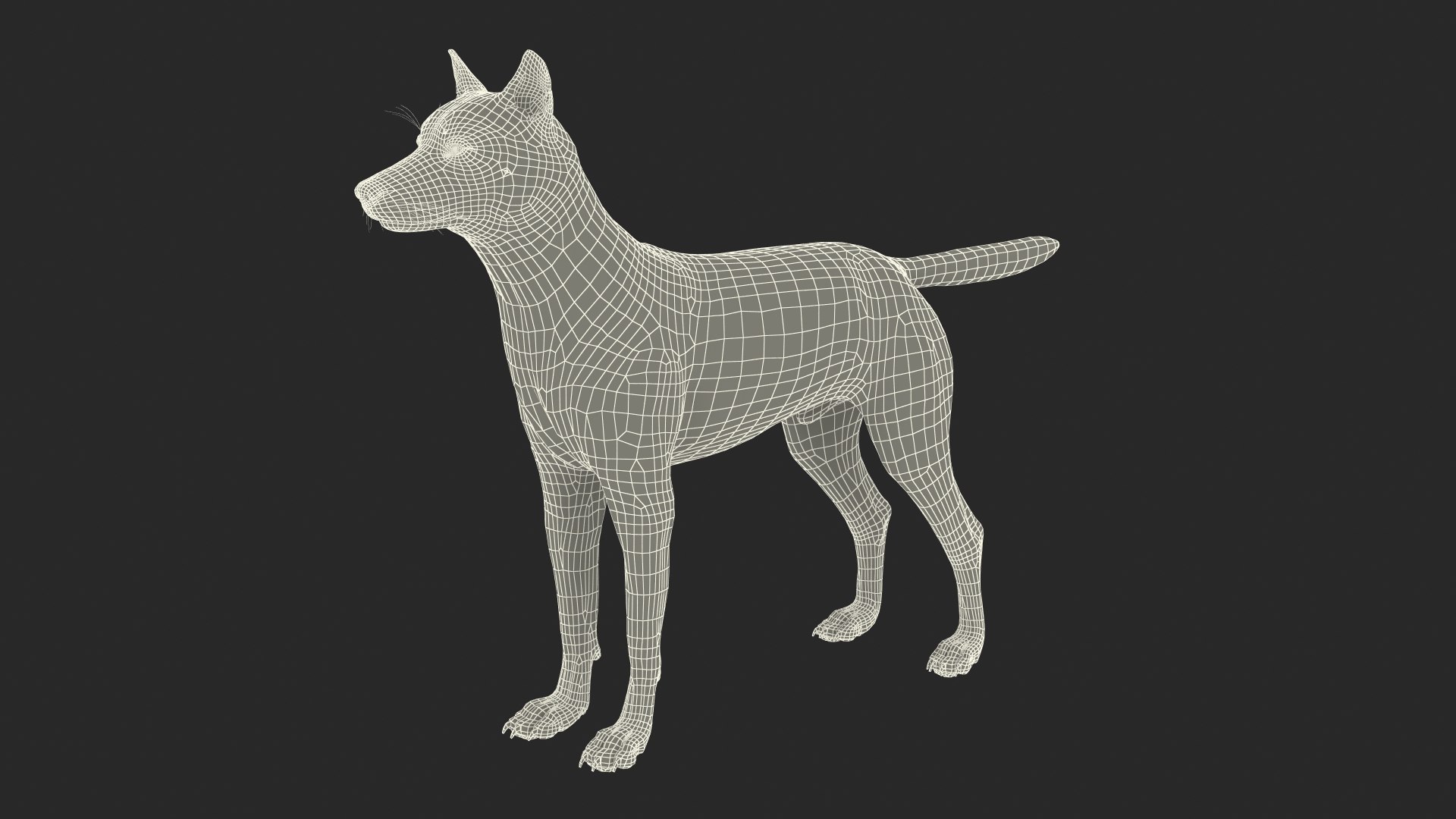 Wolf Rigged model https://p.turbosquid.com/ts-thumb/nV/QJKhdR/F5/wolfriggedvray3dmodel044/jpg/1713322810/1920x1080/fit_q87/5801ee288e6711601ad0d79ba3842796b167f3d0/wolfriggedvray3dmodel044.jpg