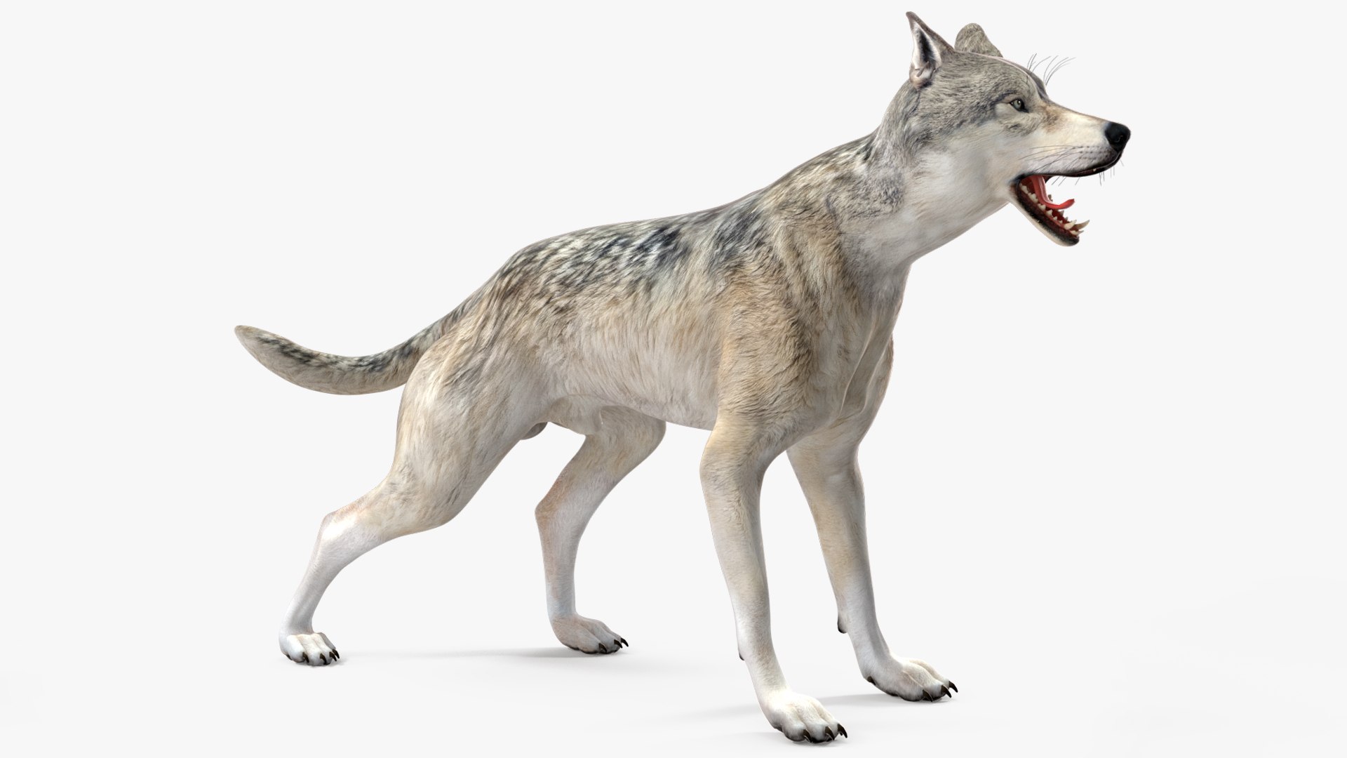 Wolf Rigged model https://p.turbosquid.com/ts-thumb/nV/QJKhdR/GN/wolfriggedvray3dmodel021/jpg/1713322731/1920x1080/fit_q87/25977e91f9a5c9f54566f3ba524f791db685fbc0/wolfriggedvray3dmodel021.jpg