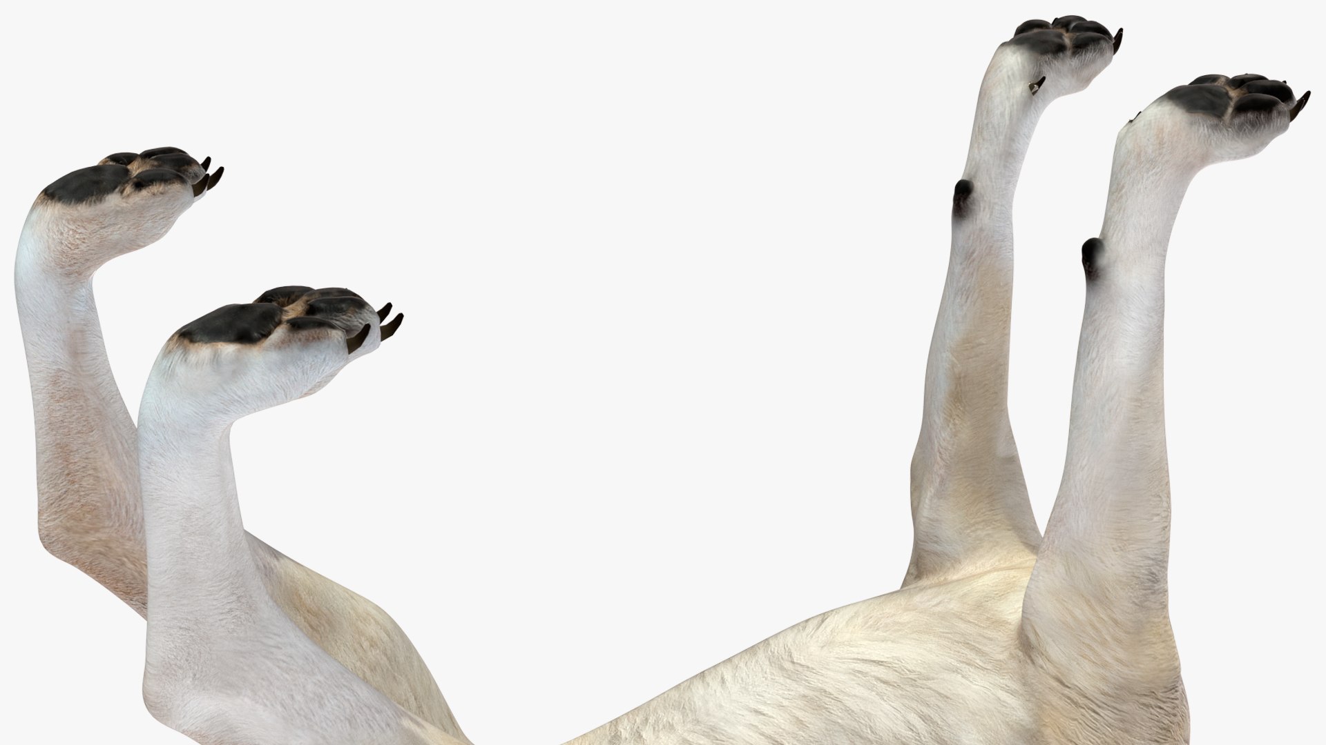 Wolf Rigged model https://p.turbosquid.com/ts-thumb/nV/QJKhdR/So/wolfriggedvray3dmodel027/jpg/1713322750/1920x1080/fit_q87/9a0e284202bed5cc0dd1607014be88730b61f72a/wolfriggedvray3dmodel027.jpg