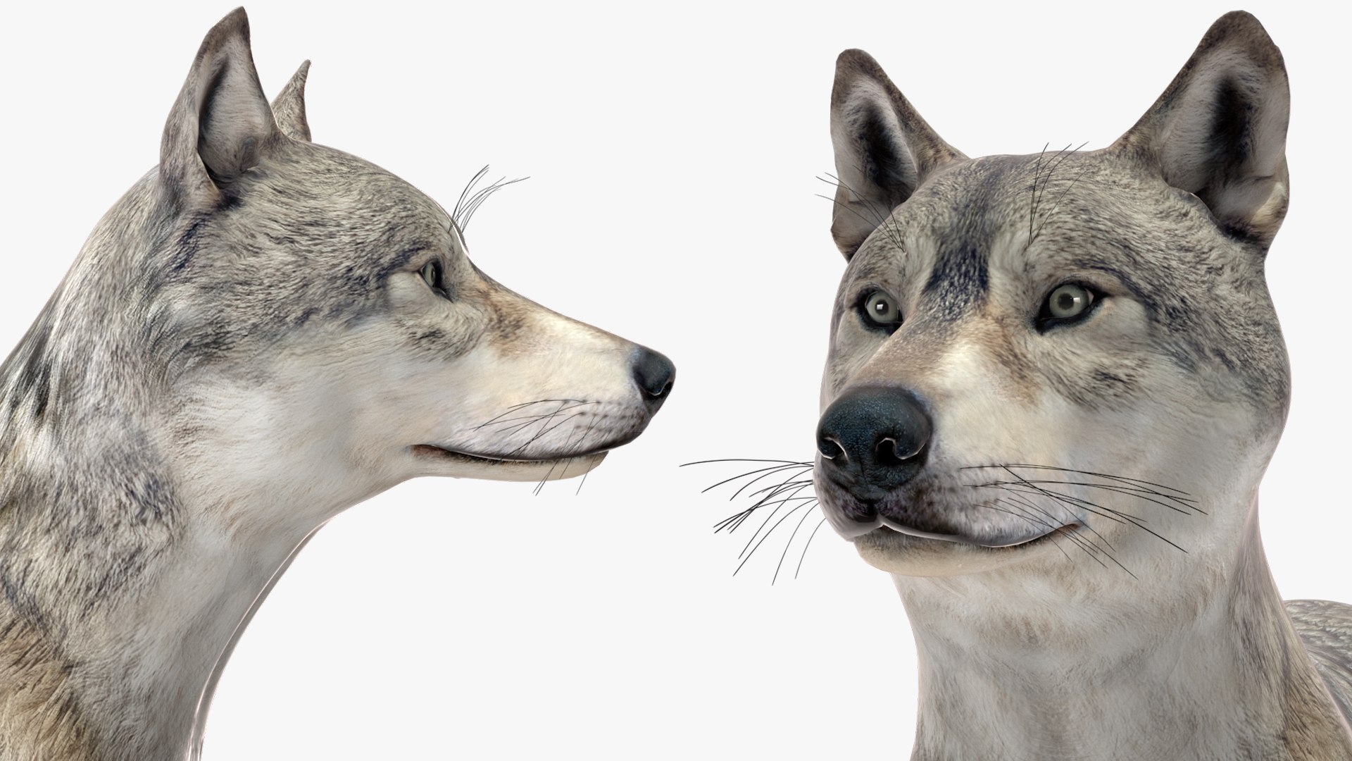 Wolf Rigged model https://p.turbosquid.com/ts-thumb/nV/QJKhdR/Uy/wolfriggedvray3dmodel036/jpg/1713322781/1920x1080/fit_q87/8dcbcacdbec28f5498f039903c030de064215a07/wolfriggedvray3dmodel036.jpg