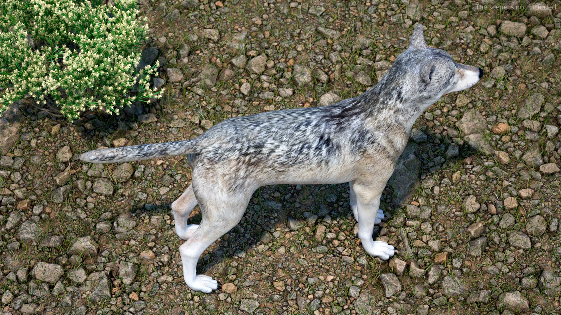 Wolf Rigged model https://p.turbosquid.com/ts-thumb/nV/QJKhdR/VA/wolfriggedvray3dmodel012/jpg/1713322701/1920x1080/fit_q87/84c3153ce755ee9003689941fd30ae17a7f1e6d5/wolfriggedvray3dmodel012.jpg