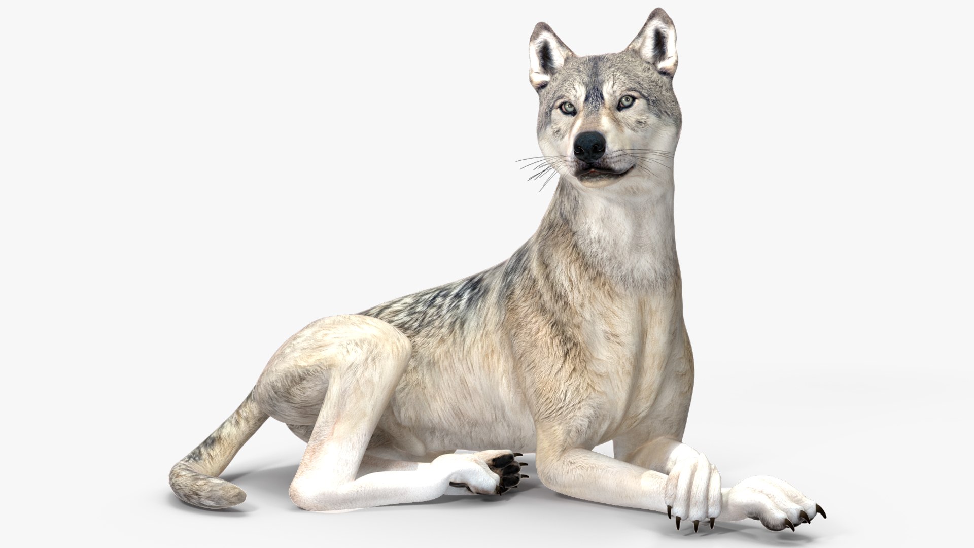 Wolf Rigged model https://p.turbosquid.com/ts-thumb/nV/QJKhdR/Vv/wolfriggedvray3dmodel023/jpg/1713322737/1920x1080/fit_q87/ba9b912d5d660457216c4ea0d6f1f66e58625639/wolfriggedvray3dmodel023.jpg