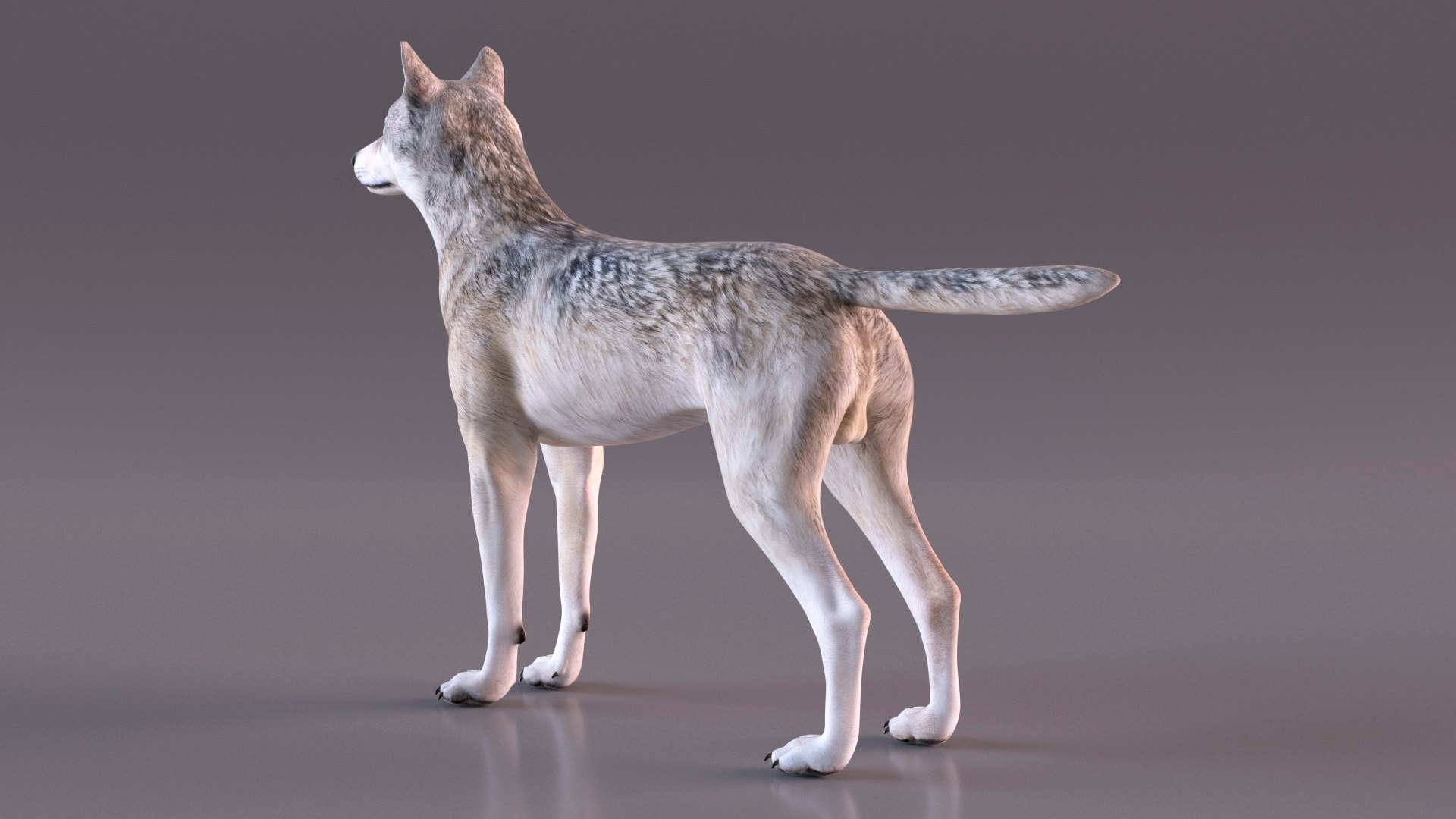 Wolf Rigged model https://p.turbosquid.com/ts-thumb/nV/QJKhdR/Wz/wolfriggedvray3dmodel015/jpg/1713322713/1920x1080/fit_q87/163a307f0427fcb5551cfdfe56cbeb9d45b31533/wolfriggedvray3dmodel015.jpg