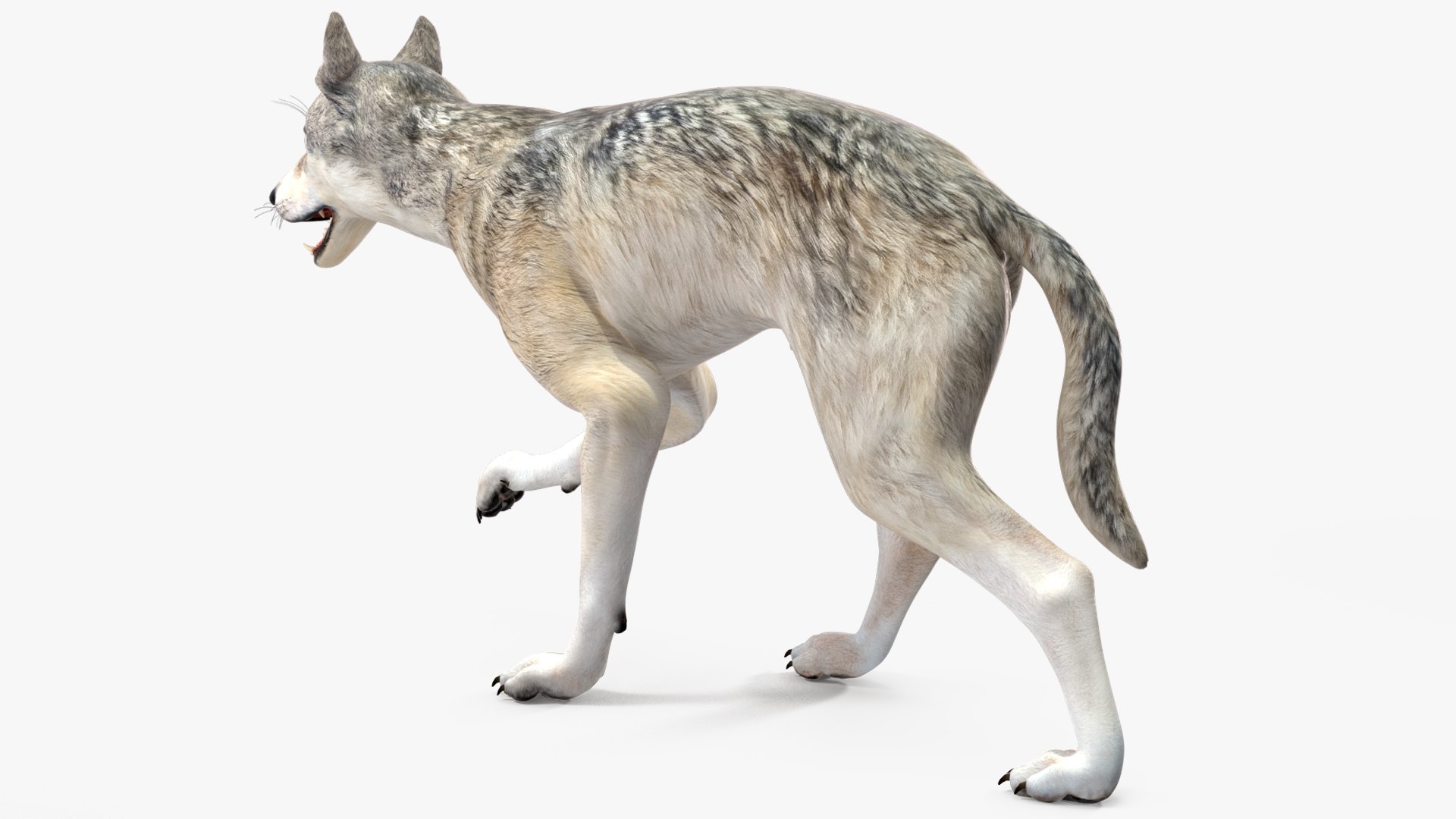 Wolf Rigged model https://p.turbosquid.com/ts-thumb/nV/QJKhdR/XE/wolfriggedvray3dmodel020/jpg/1713322728/1920x1080/fit_q87/878a4e1264d51dbe9d23cf51e9efd0a55be2fde4/wolfriggedvray3dmodel020.jpg