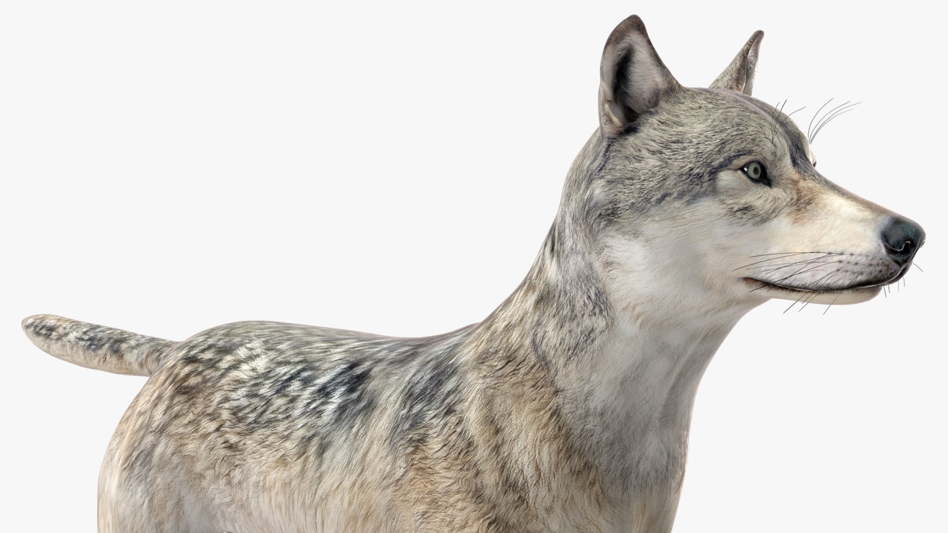 Wolf Rigged model https://p.turbosquid.com/ts-thumb/nV/QJKhdR/Yd/wolfriggedvray3dmodel029/jpg/1713322757/1920x1080/fit_q87/bf11b0d2d5534bb61f55f7a9a13ed95571831333/wolfriggedvray3dmodel029.jpg