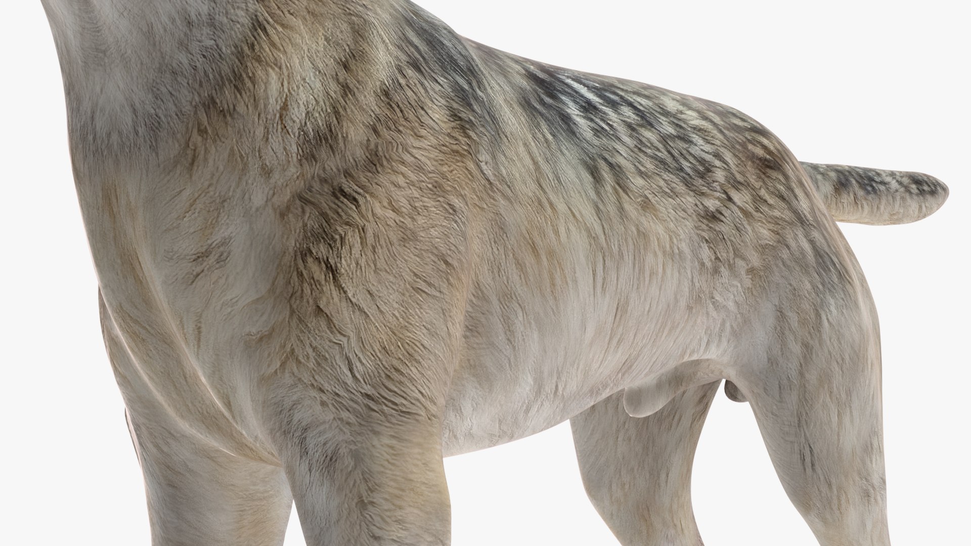 Wolf Rigged model https://p.turbosquid.com/ts-thumb/nV/QJKhdR/am/wolfriggedvray3dmodel031/jpg/1713322764/1920x1080/fit_q87/18f1ea6c15221cd37f16a73dd3d0202d916733b5/wolfriggedvray3dmodel031.jpg