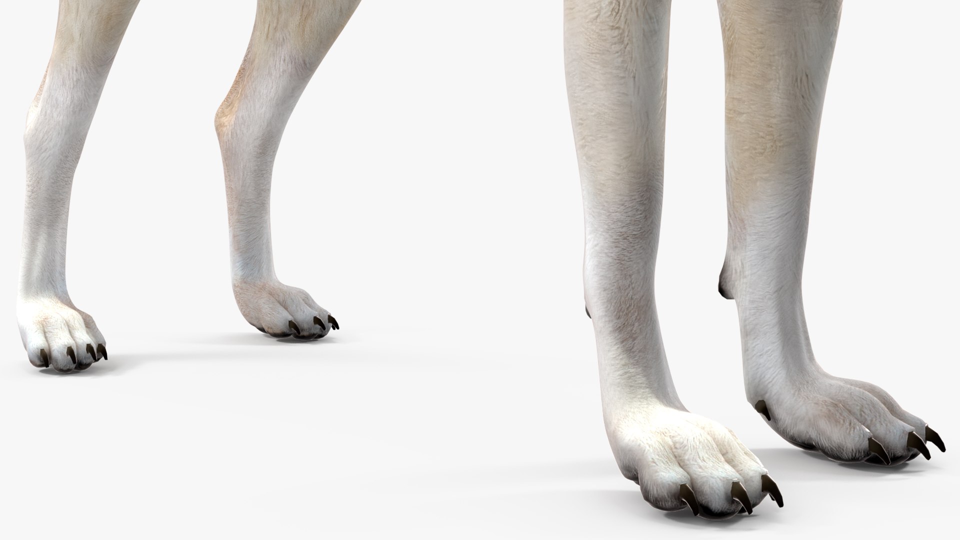 Wolf Rigged model https://p.turbosquid.com/ts-thumb/nV/QJKhdR/gx/wolfriggedvray3dmodel032/jpg/1713322767/1920x1080/fit_q87/e32d5b9e124996a113c26d181d0a6c9e1e3e2a8a/wolfriggedvray3dmodel032.jpg