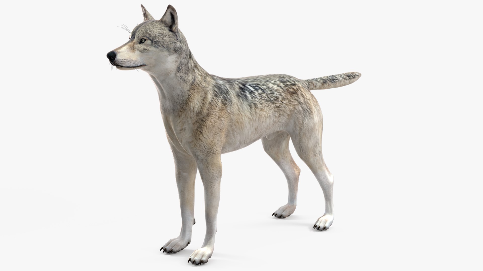 Wolf Rigged model https://p.turbosquid.com/ts-thumb/nV/QJKhdR/s6/wolfriggedvray3dmodel017/jpg/1713322719/1920x1080/fit_q87/e28eba3a3d6292b8727aed3f1ce58a1f78209994/wolfriggedvray3dmodel017.jpg