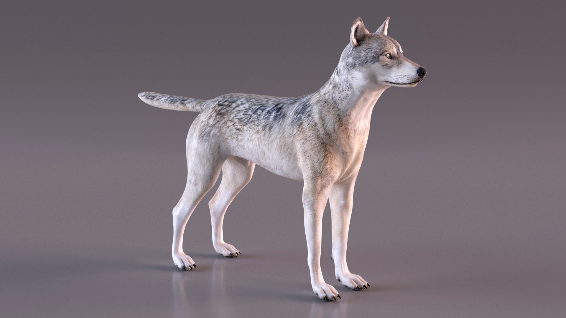 Wolf Rigged model https://p.turbosquid.com/ts-thumb/nV/QJKhdR/vH/wolfriggedvray3dmodel014/jpg/1713322710/1920x1080/fit_q87/8f36a5c3cf3a7c5b6ab116242691644af9baac37/wolfriggedvray3dmodel014.jpg