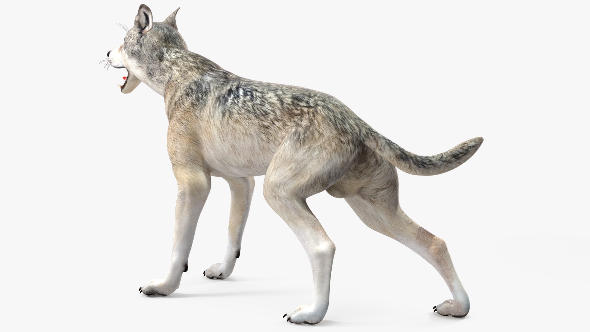 Wolf Rigged model https://p.turbosquid.com/ts-thumb/nV/QJKhdR/vP/wolfriggedvray3dmodel022/jpg/1713322734/1920x1080/fit_q87/25559a904406e00ef07e3f5ec64d1c969fcf3a8b/wolfriggedvray3dmodel022.jpg